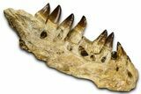 Fossil Mosasaur (Thalassotitan) Jaw Section with Teeth - Morocco #372634-5